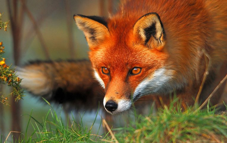 Rävligt intressant: 10 fascinerande fakta om rävar