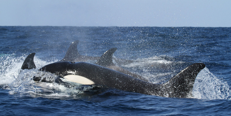 Trots att de på engelska kallas för "killer whales" är späckhuggare faktiskt delfiner. Historiskt sett började sjömän kalla dessa marina däggdjur för "valmördare" efter att ha sett dem gå på valar och andra marina däggdjur.