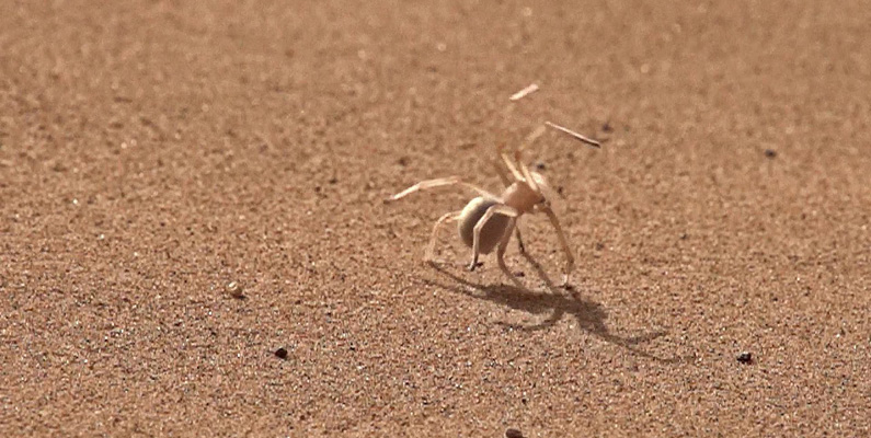 Carparachne aureoflava (även kallad "hjulspindel"), som finns i den namibiska öknen, rullar ihop benen och förvandlas till ett "hjul" för att sedan rulla iväg när den känner sig utsatt för fara, som du ser på bilden nedanför. Spindelns försvarsteknik har också inspirerat företag som bygger robotar, då de på samma sätt kan ta sig fram snabbare. 
