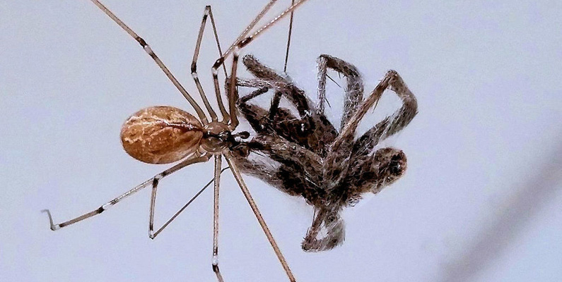 Dallerspindlar (kanske mer känd som "pappa-långben") har inga problem med att föda sig på giftiga spindlar, som exempelvis svarta änkan.