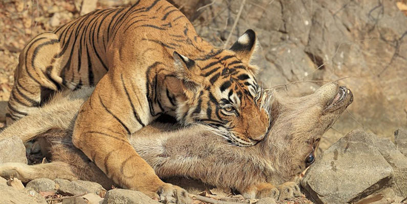 En fullvuxen tiger kan väga upp till 300 kilo och vara upp till tre meter lång från nosen till svansen. Deras klor är ungefär lika långa som våra fingrar och brukar bli uppemot 10 centimeter långa. Då är det kanske inte så konstigt att de kan döda byten på upp till hela 900 kilo!