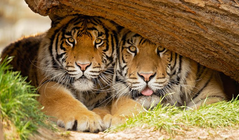 10 fakta du antagligen inte visste om tigrar