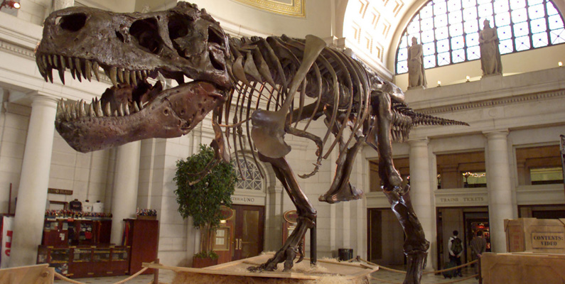Man har funnit skelett med mjuk vävnad och proteiner av Tyrannosaurus Rex…