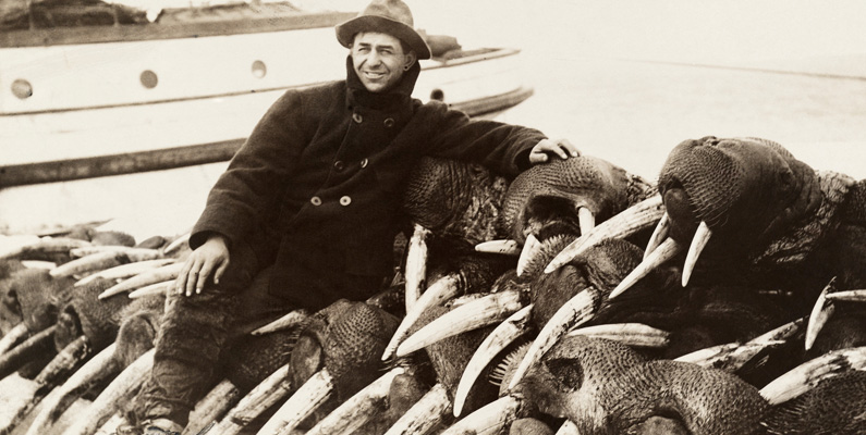 Inuiternas jakt har aldrig utgjort något direkt hot mot valrosspopulationen. Den västerländska jakten har däremot utgjort ett tydligt hot, särskilt jakten efter de eftertraktade betarna som består av valrosselfenben. Beståndet vid Amerikas östkust, söder om Labradorhalvön, utrotades före 1800-talet. Bara mellan 1925 och 1931 dödades uppskattningsvis hela 175 000 valrossar.