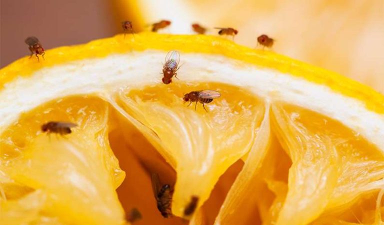 10 fakta du antagligen inte visste om bananflugor