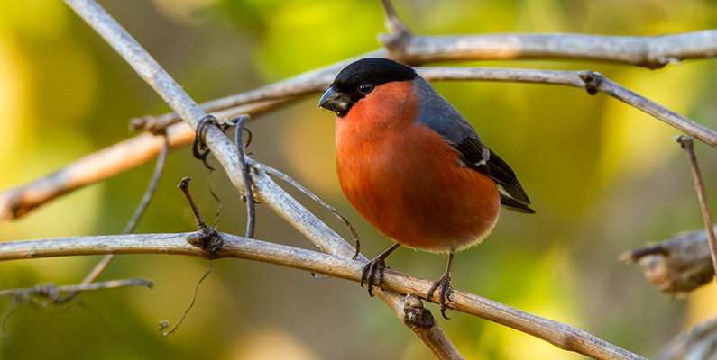 Fågelarten har en kort och kraftig näbb som är särskilt anpassad för att äta knoppar och frön. Den korta och kraftiga näbben gör det möjligt för domherrarna att effektivt ta itu med och öppna knoppar för att nå de inre delarna där de hittar frön och andra näringsrika delar.