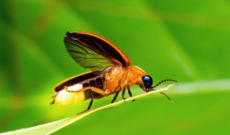 10 lysande och intressanta fakta om eldflugor