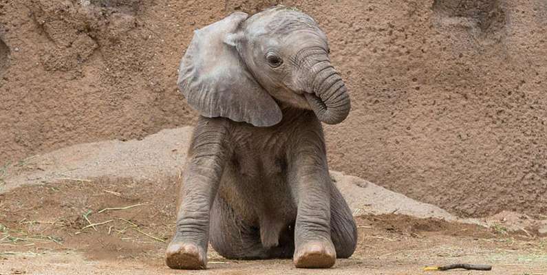 Elefanter är lika oss människor mer än vad vi kanske tror. Elefantungar suger nämligen på snabeln på precis samma sätt som vi bebisar sög på tummen när vi var små. Och visst ser det bedårande ut – kolla bara bilden nedanför!