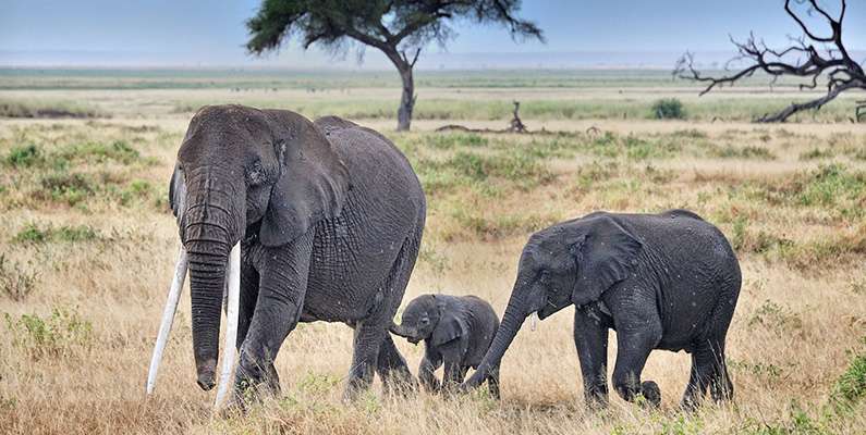 År 2004 attackerade och dödade en elefant en mamma och hennes barn, och fortsatte sedan med att begrava deras kroppar innan den lämnade platsen. Elefanter begraver även sina döda och återbesöker gravarna under flera generationer. Att mamman och hennes barn begravdes är inget unikt, då det har dokumenterats att elefanter har begravt döda människor tidigare.