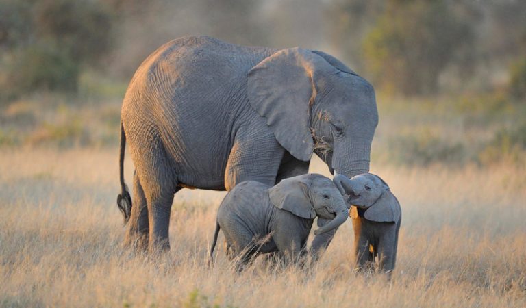 10 fakta du antagligen inte visste om elefanter