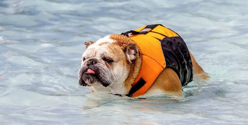 Visst är inte alla hundraser gjorda för att vara simmare på olympisk nivå, men om du sätter en engelsk bulldogg i vattnet utan flytväst avsedd för hundar kommer den att få problem. Deras korta ben och små bakdelar är inte utrustade för att hålla den kompakta kroppen flytande – likaså är det svårt att hålla det stora huvudet ovanför vattenytan.