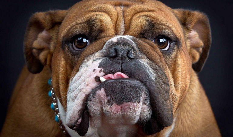 10 fakta du antagligen inte visste om engelsk bulldogg