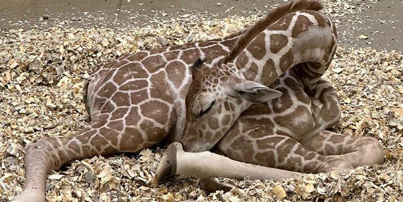 Giraffer behöver inte mycket sömn…