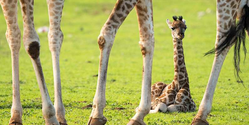 Giraffkalvarna lär sig att stå upp nästan omgående…