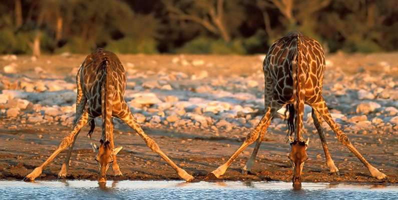 Giraffer kan klara sig längre än en kamel utan vatten…
