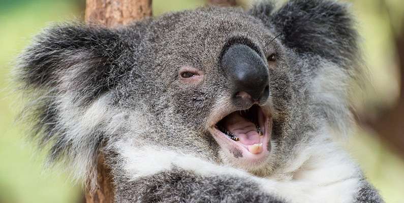 En koalas hjärna är så liten att den väger mindre än 0,2% av sin kroppsvikt. En vuxen koalas hjärna väger alltså vanligtvis endast cirka 19-25 gram. Denna relativt lilla hjärna är tillräcklig för att stödja deras grundläggande livsfunktioner och beteenden, inklusive deras förmåga att navigera i träd, hitta föda (eukalyptusblad) och utföra andra nödvändiga aktiviteter för överlevnad.