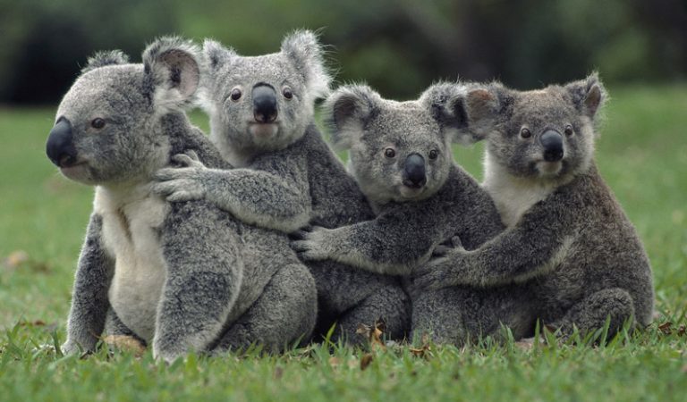 10 bedårande fakta du bara måste veta om koalor