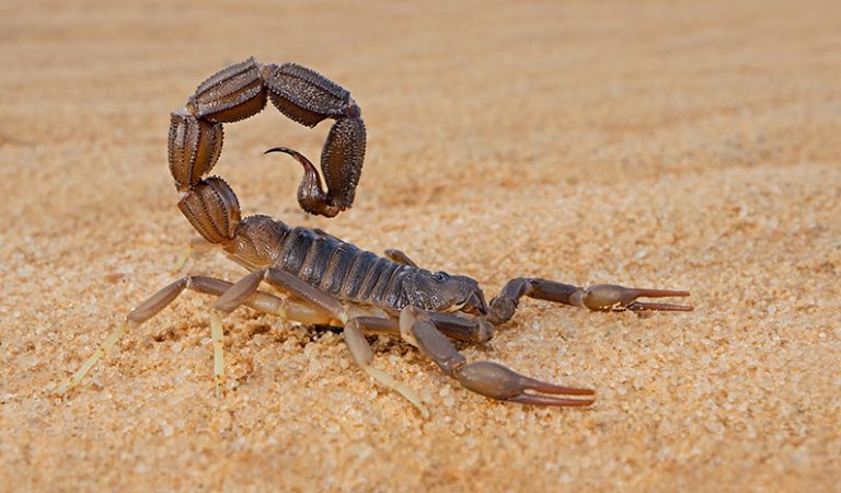 10 stickande fakta du bör känna till om skorpioner