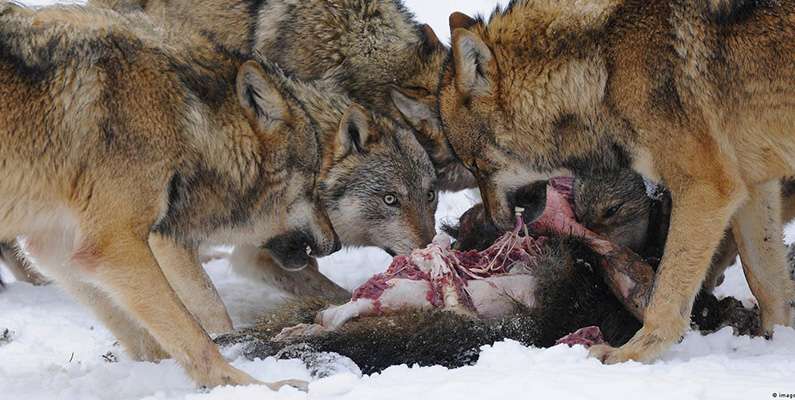 Vargar är ett köttätande rovdjur där deras huvudsakliga diet består av kött…