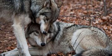 Vargar: 10 otroliga fakta för vildmarksälskare