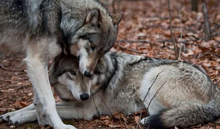 Vargar: 10 otroliga fakta för vildmarksälskare