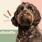 10 fakta du bör veta om Labradoodle