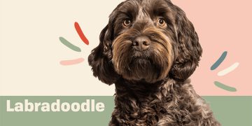 10 fakta du bör veta om Labradoodle