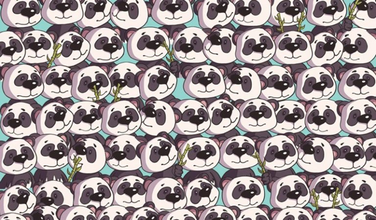 Dagens kluring: Kan du hitta hunden bland alla pandor på 15 sekunder?