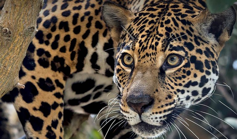 10 fakta du antagligen inte visste om jaguarer