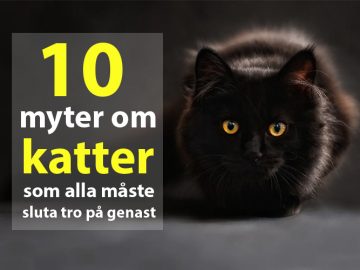 10 myter om katter som alla måste sluta tro på genast