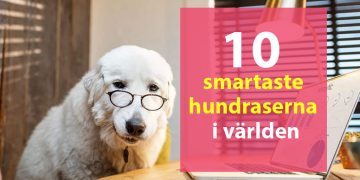 10 smartaste hundraserna i världen