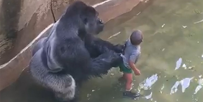 Harambe, en gorilla på den amerikanska djurparken Cincinnati Zoo, blev skjuten efter att en pojke, som heter Isaiah Dickerson, föll ner i gorillans inhägnad år 2016. Gorillan Harambe var 17 år gammal vid tiden för händelsen och hade firat sin födelsedag dagen innan han blev skjuten. Händelsen fick stor uppmärksamhet i medierna och blev omdiskuterad över hela världen.