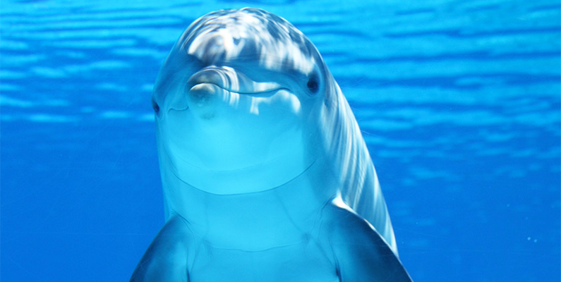 Delfiner, ankor och uttrar är kända för att utöva nekrofili…