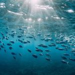 10 överraskande fakta om hav som de flesta inte känner till