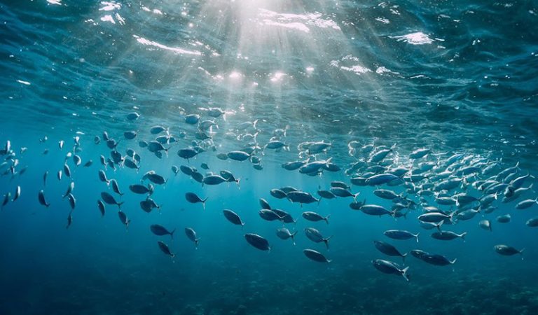 10 överraskande fakta om våra hav som de flesta inte känner till