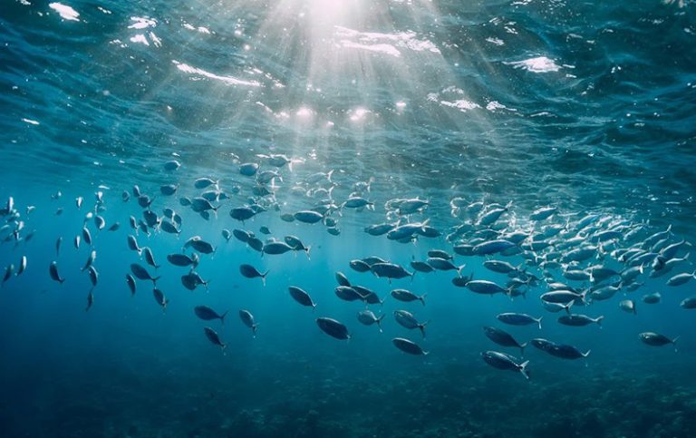 10 överraskande fakta om hav som de flesta inte känner till