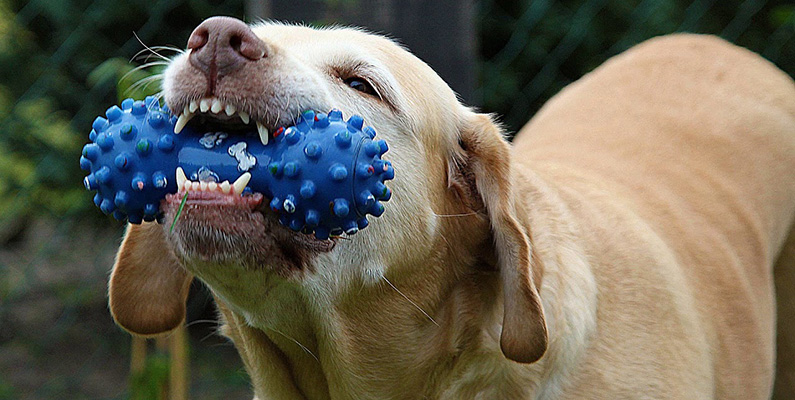 Hundar gillar pipiga leksaker på grund av sina varginstinkter – det låter som ett byte som dödas…