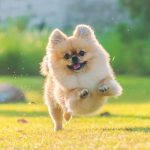 10 fakta du antagligen inte visste om Pomeranian