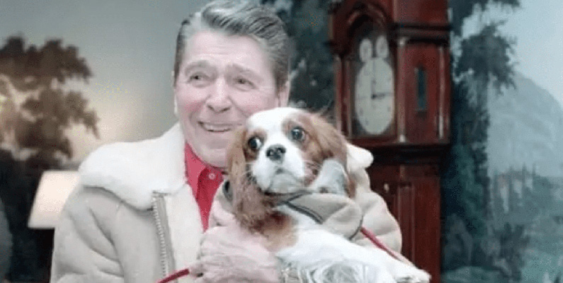 Ronald Reagan, den 40:e presidenten i USA, gav sin fru Nancy Reagan en Cavalier King Charles Spaniel som julklapp under år 1985. Hundens namn var Rex, och han bodde i Vita Huset under Reagans andra mandatperiod som president. Rex blev en populär figur under sin tid i Vita Huset och var en omtyckt medlem av familjen Reagan.