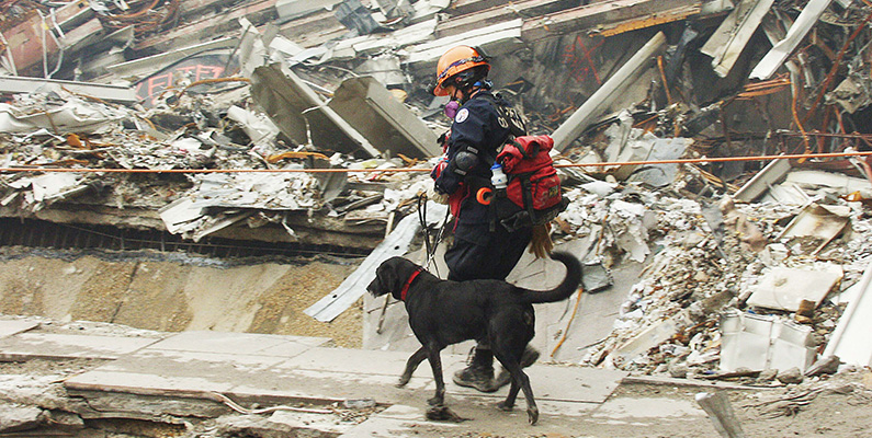 Sök- och räddningshundarna under attacken mot World Trade Center blev deprimerade av att bara hitta döda kroppar…