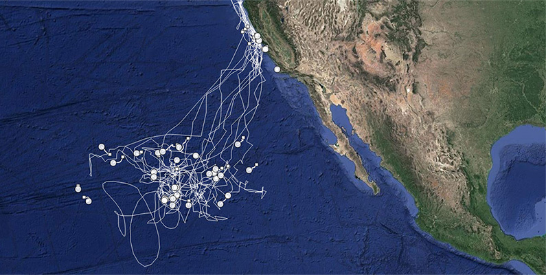 En gång om året möts vithajar upp mellan Hawaii och Nordamerika – och ingen vet varför…