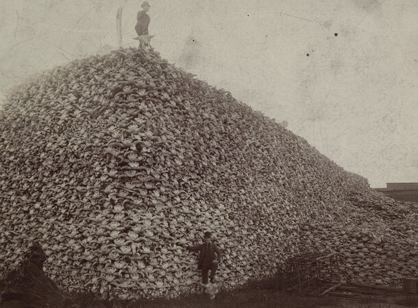 10 historiska foton som kommer att lämna ett starkt intryck på dig:
En gigantisk hög med bisonskallar…