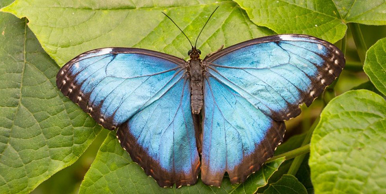 Jamaica är hem för den största fjärilen i Amerika, känd som den jamaicanska råfjärilen eller den jamaicanska blå fjärilen (Morpho peleides). Denna imponerande fjäril har en karakteristisk blå färg på dess vingar och är en viktig del av landet rika biologiska mångfald. Fjärilen kan ha ett vingspann på upp till cirka 15-20 centimeter när dess vingar är fullt utbredda. 