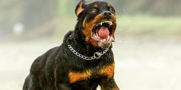 10 anledningar varför du aldrig någonsin ska skaffa en Rottweiler