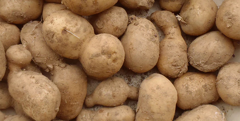 10 populära sorters potatis att odla i din trädgård: #2: Bintje.