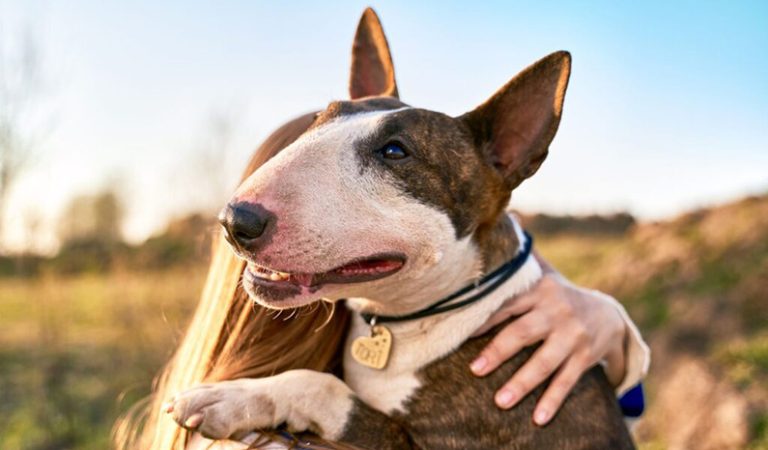 10 fakta alla bör känna till om hundrasen Bullterrier