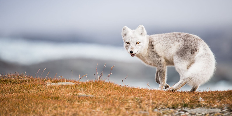 Klimatförändringarna gör att fjällräven förlorar mark och fördelarna i sin vitfärgade päls…