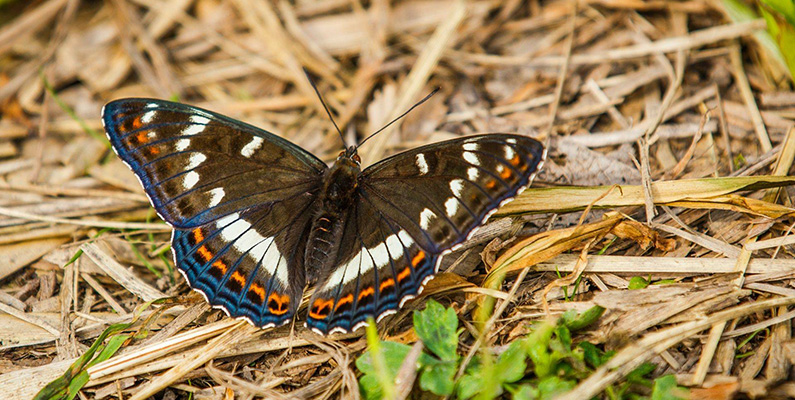 10 vanligaste skadedjuren i svenska trädgårdar:
#3: Fjärilar och deras larver.