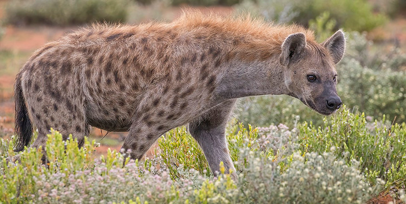 Det finns fyra olika arter av hyenor – där alla lever i Afrika och delar av Asien…