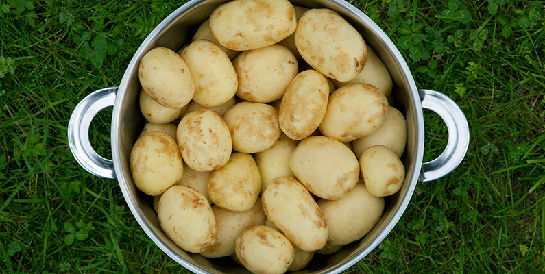 10 populära sorters potatis att odla i din trädgård: #1: Gustaf.